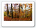herbstwaldpano
